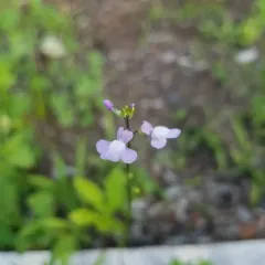 Canada toadflax thumbnail 3