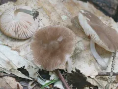 Pluteus podospileus thumbnail 1