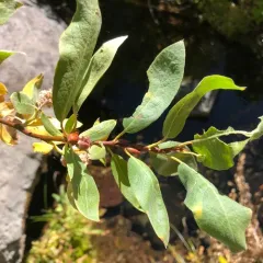 Sierra willow thumbnail 1