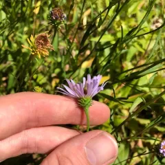 western mountain aster thumbnail 1