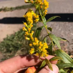 west coast Canada goldenrod thumbnail 2
