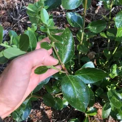 Frémont's silktassel thumbnail 1