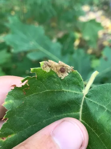 Large Birch Pigmy