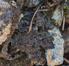 Whiskered Jelly Lichen thumbnail 4