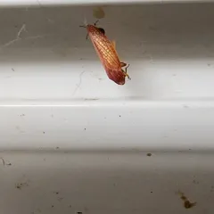 Gyponana gladia thumbnail 4