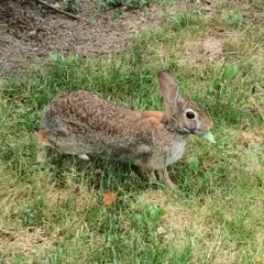 Eastern Cottontail thumbnail 3