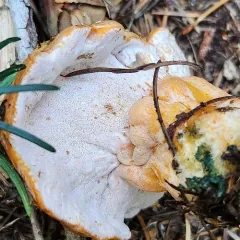 ochre gillgobbler thumbnail 4