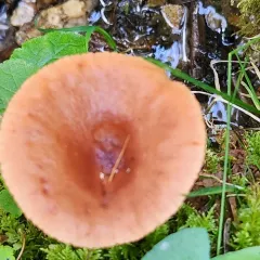 Rufous Milkcap thumbnail 3