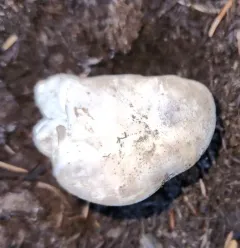 Catathelasma ventricosum thumbnail 4