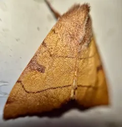 Bent-lined Dart thumbnail 4