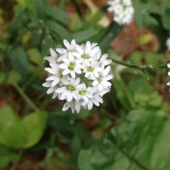 hoary alyssum thumbnail 2