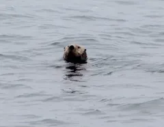 Sea Otter thumbnail 4