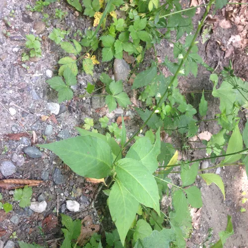 American jumpseed