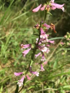 Peck's Penstemon thumbnail 2