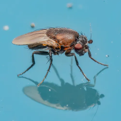 Coproica ferruginata