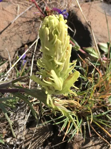Pale Wallowa paintbrush