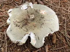 Russula flocculosa thumbnail 3