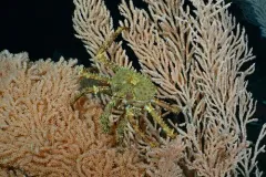 Golden King Crab thumbnail 2