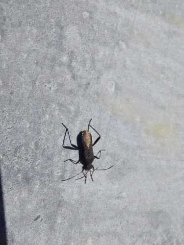 ant bug