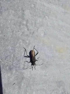 ant bug thumbnail 1