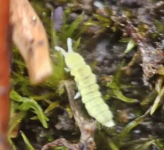 Golden Snow Flea thumbnail 2