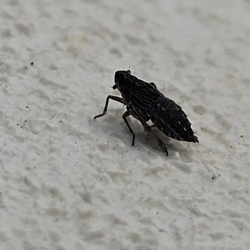 waterlily planthopper