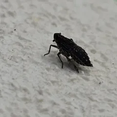 waterlily planthopper thumbnail 1