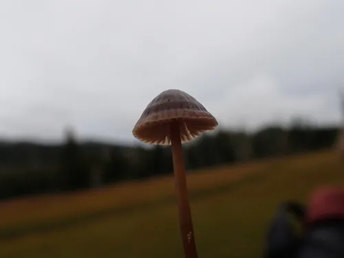 rooting bonnet