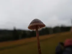 rooting bonnet thumbnail 1