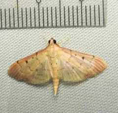 Southern Beet Webworm Moth thumbnail 4