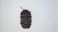 Genistogethes carinulatus thumbnail 2