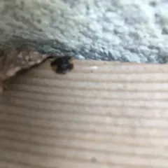 Clavate Tortoise Beetle thumbnail 3