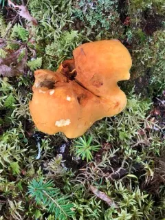 Gymnopilus voitkii thumbnail 3