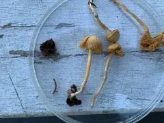 Oddspored Bell thumbnail 3