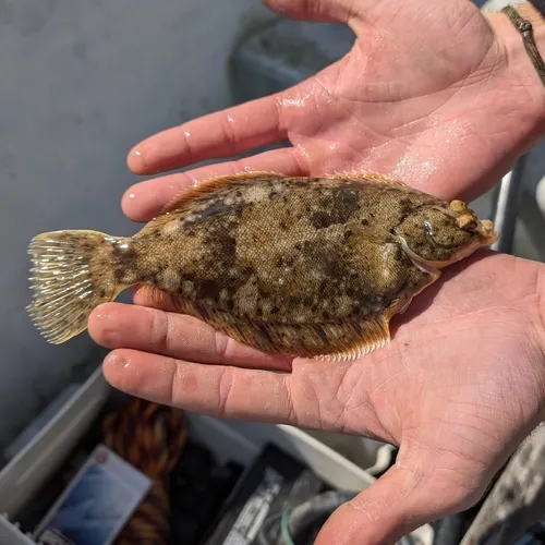 Winter Flounder