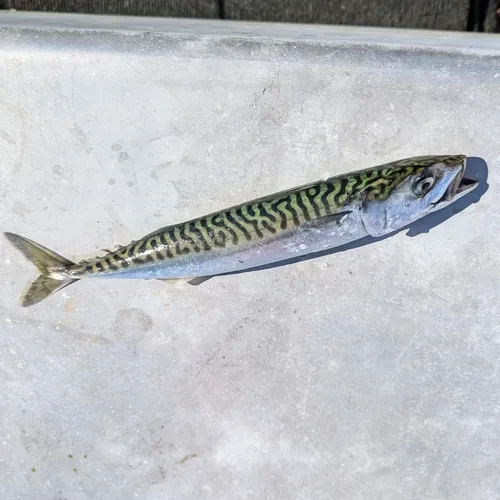 Atlantic Mackerel