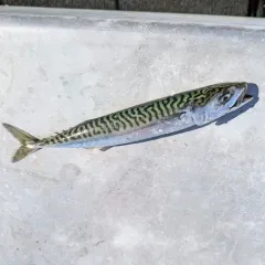Atlantic Mackerel thumbnail 1