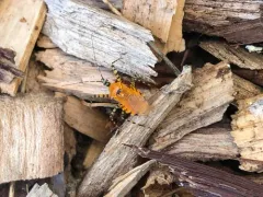 Orange Assassin Bug thumbnail 1