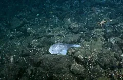 Blob Sculpin thumbnail 2