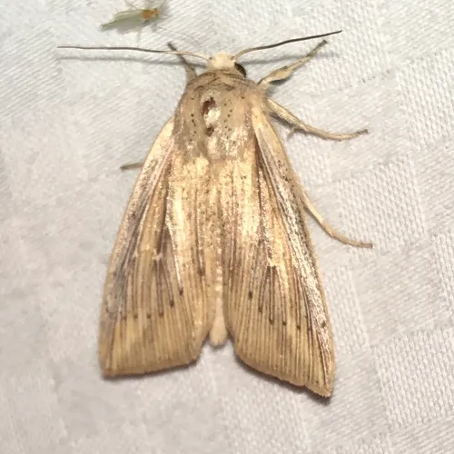 Northern Linen Wainscot
