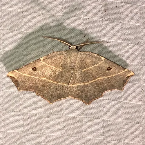 Pale Metanema Moth