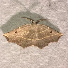 Pale Metanema Moth thumbnail 1