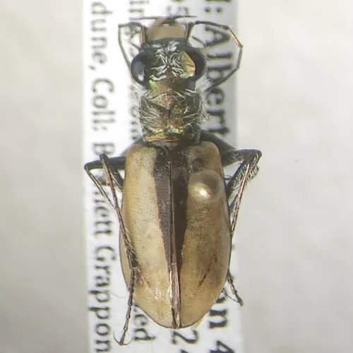 Sandy Tiger Beetle