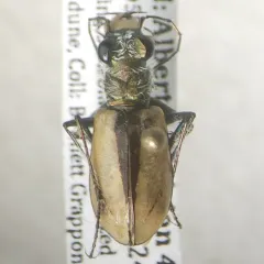 Sandy Tiger Beetle thumbnail 1