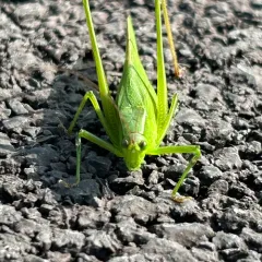 Curve-tailed Bush Katydid thumbnail 4