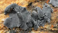 Puckered Rocktripe Lichen thumbnail 1
