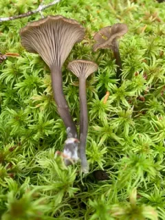 Arrhenia telmatiaea thumbnail 3