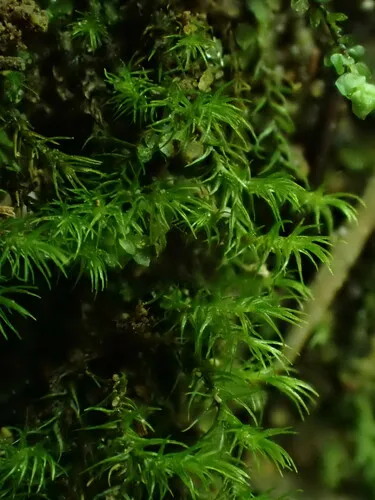 Ambiguous Ditrichum Moss