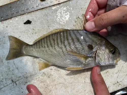 Spot Croaker