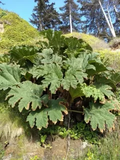 Chilean rhubarb thumbnail 3